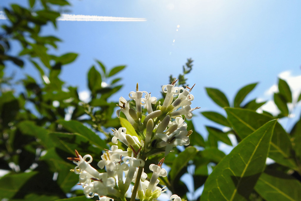 Flower On a Sunny Day